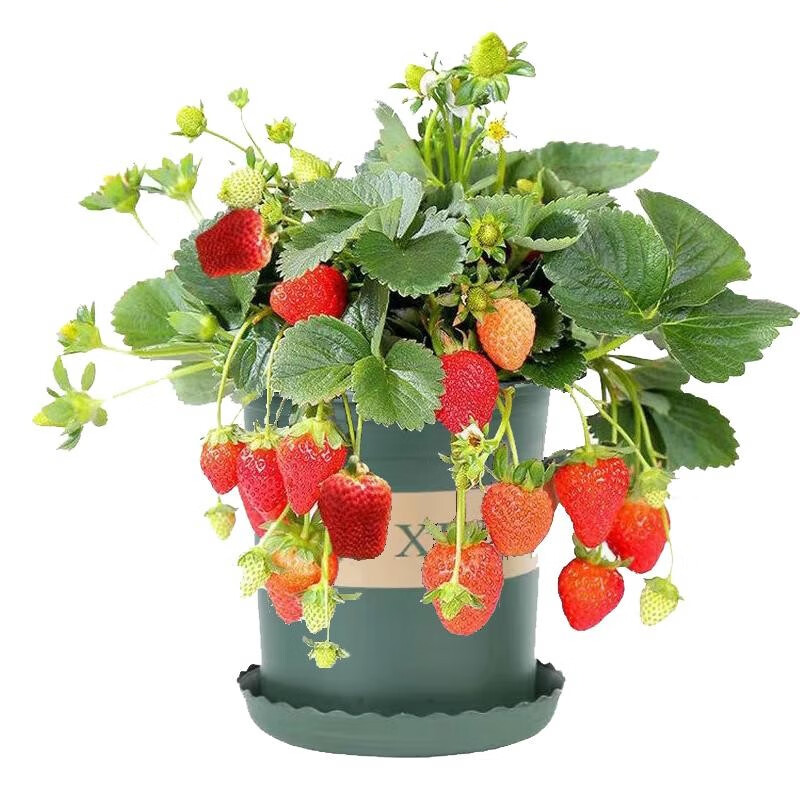 草莓苗奶油草莓苗四季盆栽食用红颜苗带花苞阳台花卉绿植种植 5颗草莓+2个盆+土